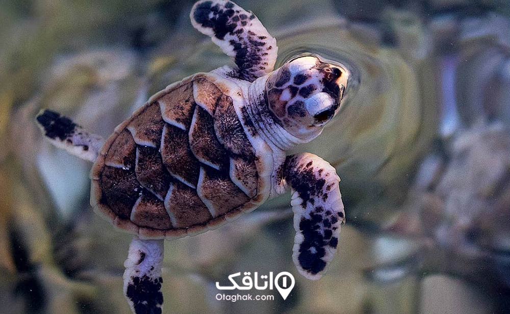 لاکپشت پوزه عقابی
